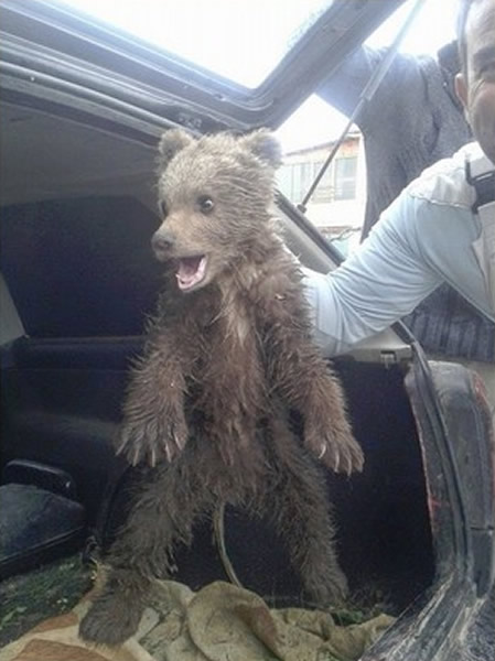 希腊好心路人救落难灰熊宝宝却被“恩将仇报”撕烂后车厢