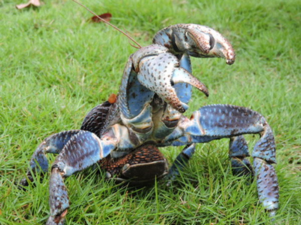 花莲美仑溪畔发现濒临绝种的椰子蟹,研判可能是随黑潮漂流而来。