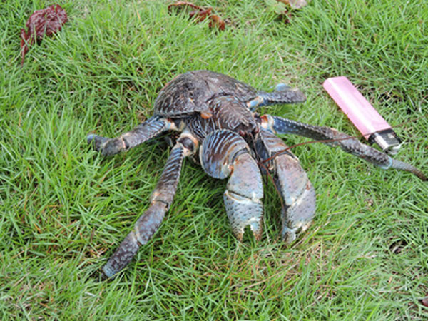 生态学者说,台湾东部已经多年没有发现它的踪迹。