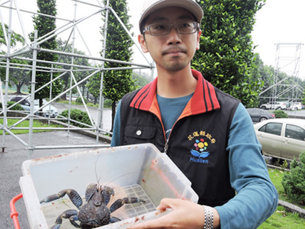 花莲县农业处人员表示,会尽快将这只椰子蟹送到适合的栖地野放。