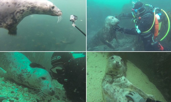 Ӣ��Ұ��������ǱˮԱ����Ӿ