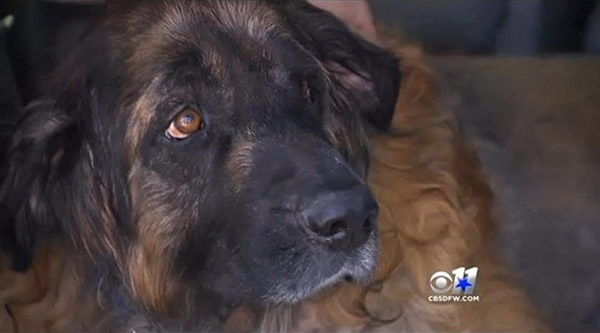 被安乐死的蓝伯格犬「复活」,被迫成为捐血狗。