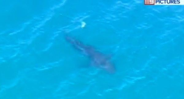 澳洲一条大白鲨追逐鲸鱼导致海滩关闭