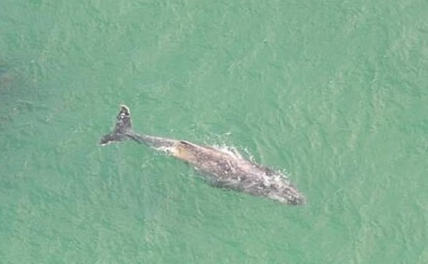 澳洲一条大白鲨追逐鲸鱼导致海滩关闭