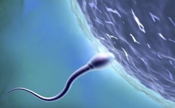 研究员指,是次发现有助发展治疗先天不育的疗法。