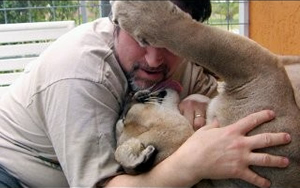 美国佛罗里达州一名男子养美洲狮当宠物