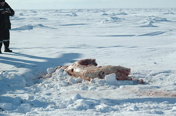 俄罗斯北极熊惨遭盗猎者枪杀剥皮