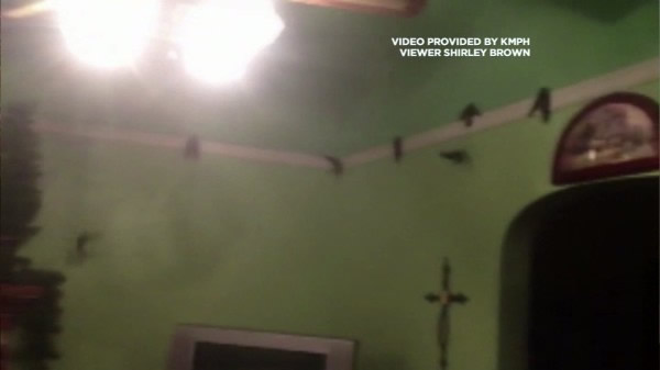 ��������Ů�ӻؼҾ�����300ֻ��ɫҰ��ȸ��