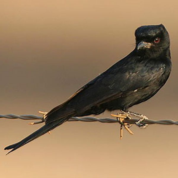 叉尾卷尾鸟(图)能模仿多达51种鸟类及哺乳类动物的警告声音