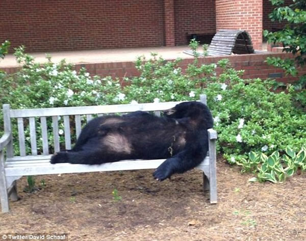 ������ѧУ԰�����Ͼ��ֺ���ʬ�� ���Ʊ�����