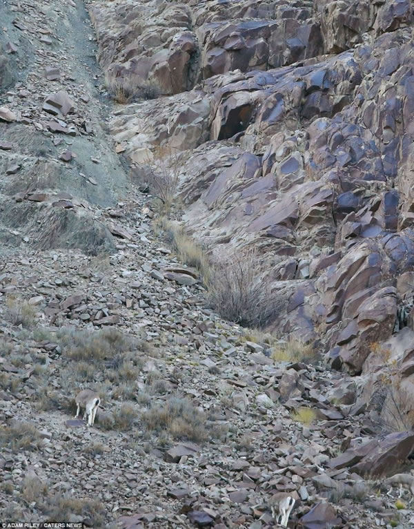 ֻèƶϲɽ´ƽͷʱѷټ