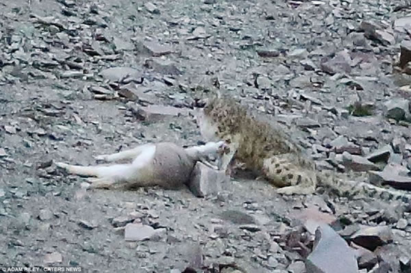 ѩ۵ϢƬ̣Ȼʼٵ׵͡