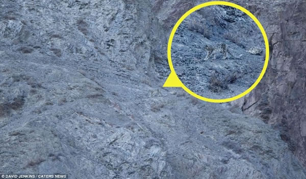 ³桶ÿʱǵƬʾһֻѩϲɽ´Ǳ׷