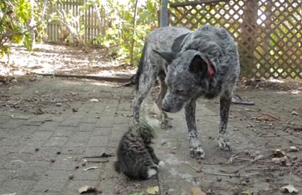 ��������Ȯ�չ˻���Сè