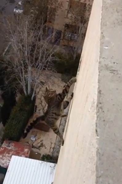 һֻ��è��3��ߴ�����̨ʧ����¾���������