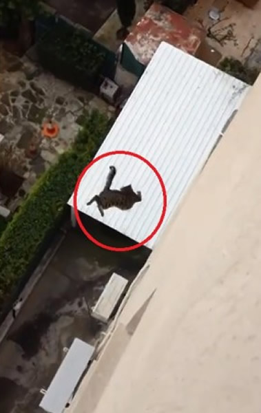 һֻ��è��3��ߴ�����̨ʧ����¾���������