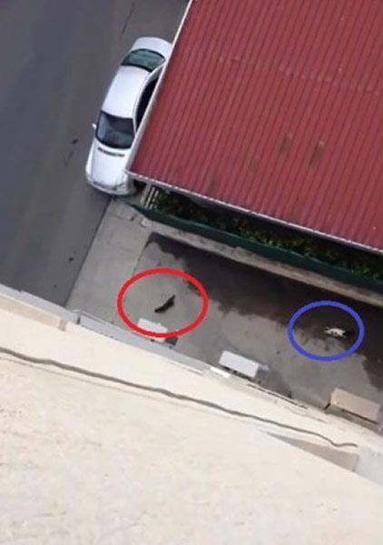 ��¥��è(��Ȧ)����һֻè(��Ȧ)׷��ʱ��