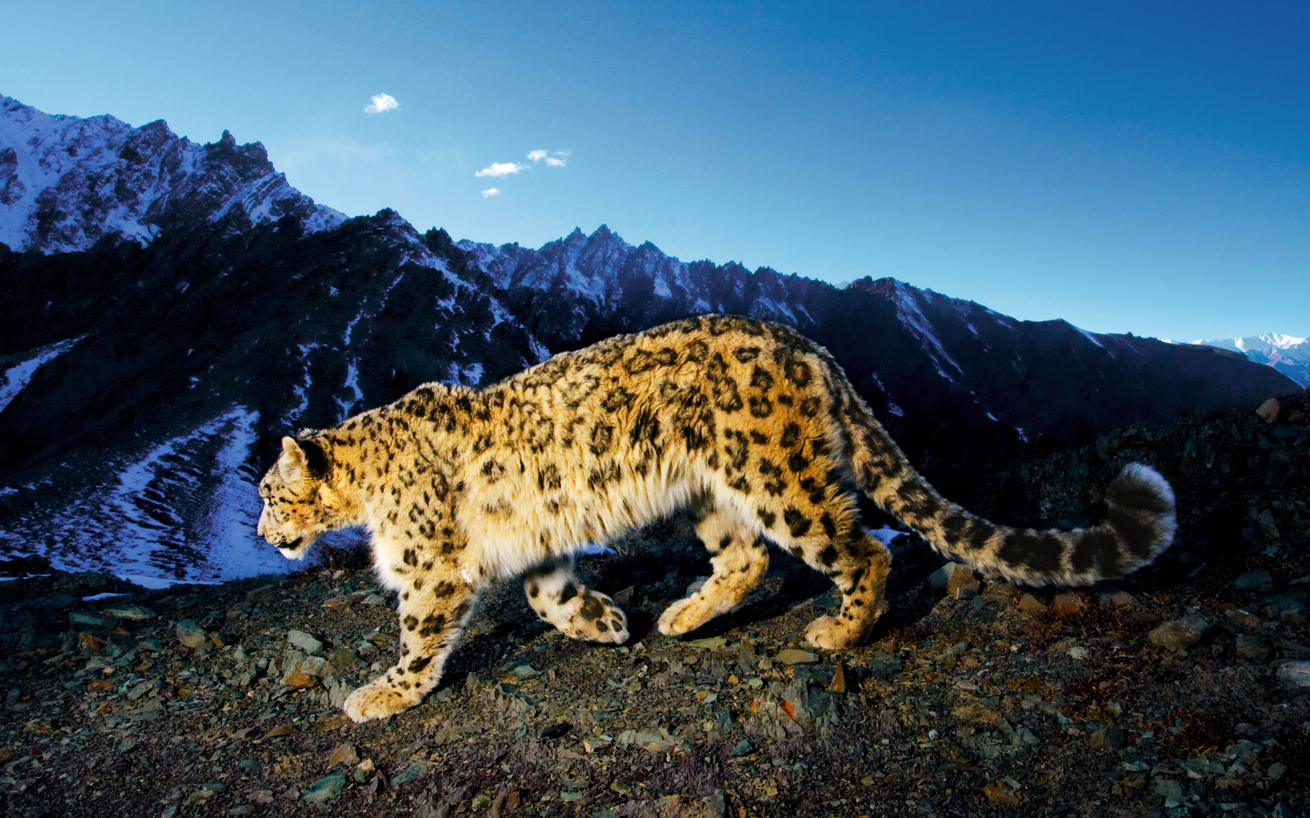 雪豹Snow leopard