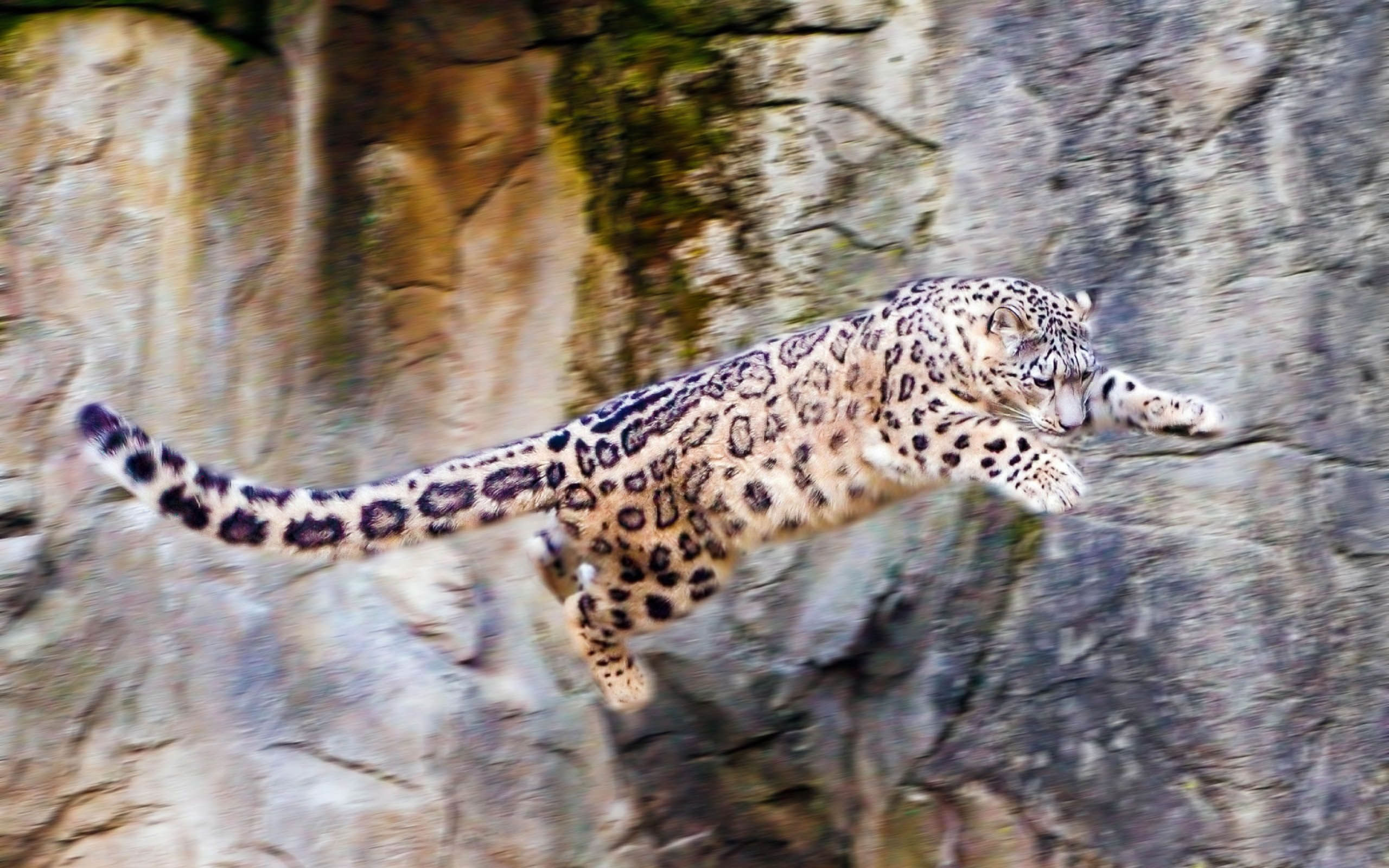 雪豹Snow leopard