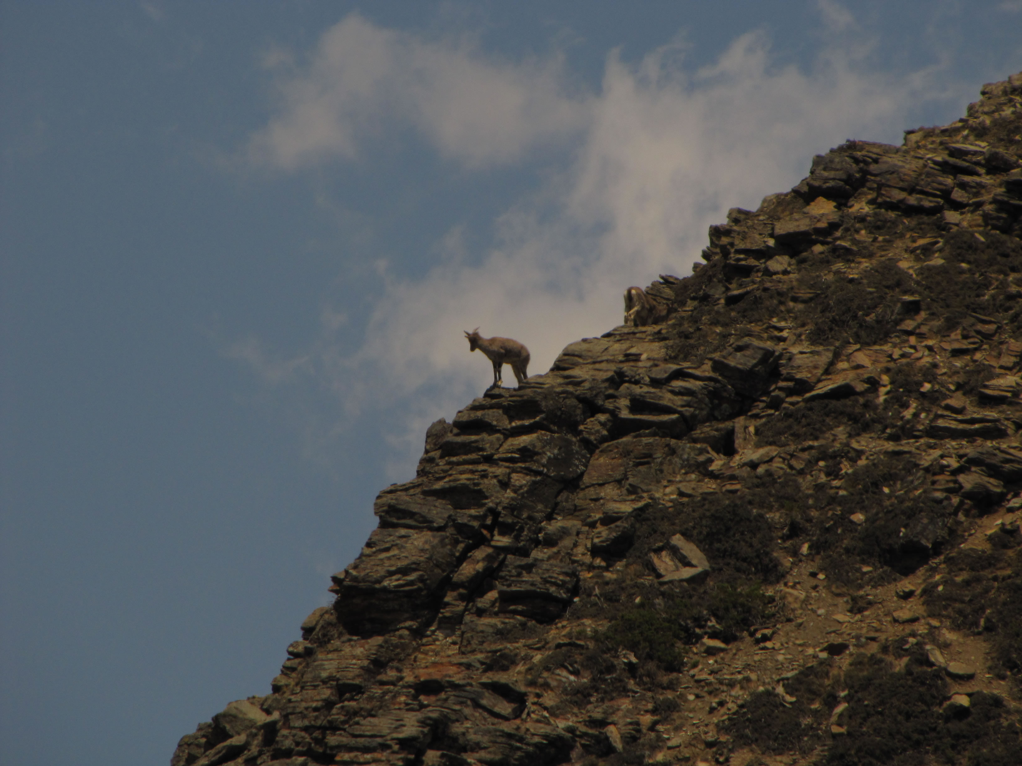 ����(Pseudois nayaur)