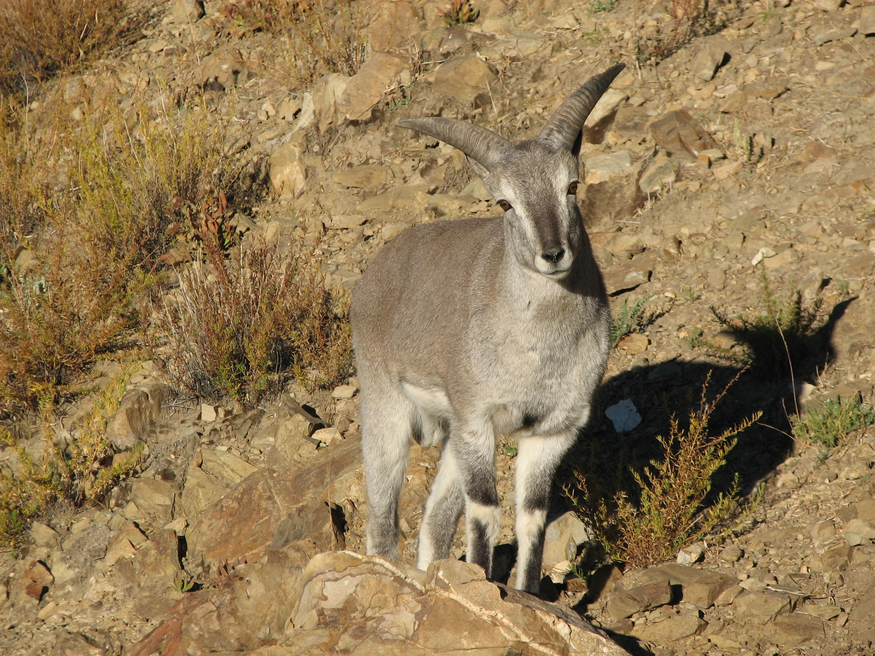 ����(Pseudois nayaur)
