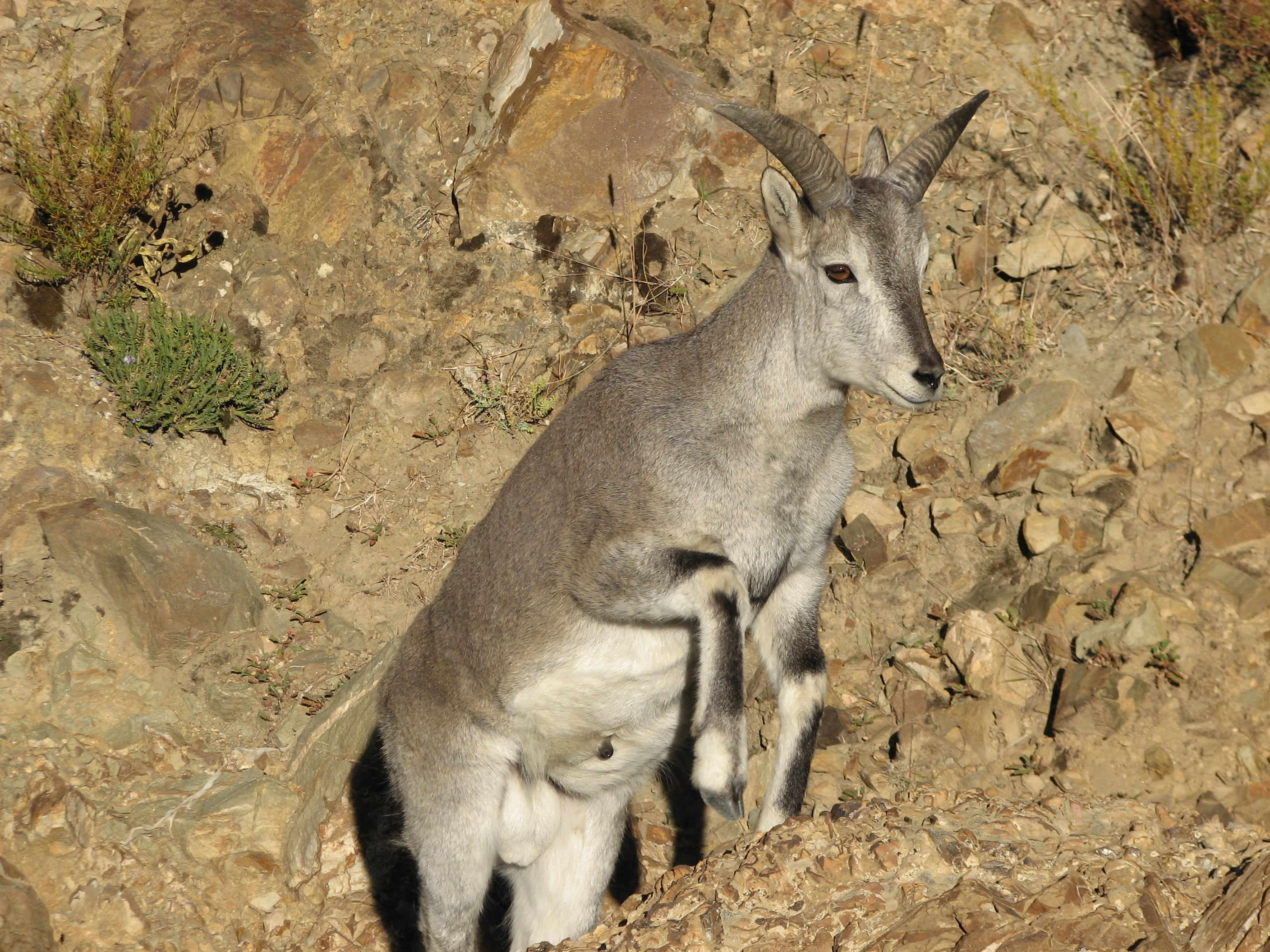 ����(Pseudois nayaur)