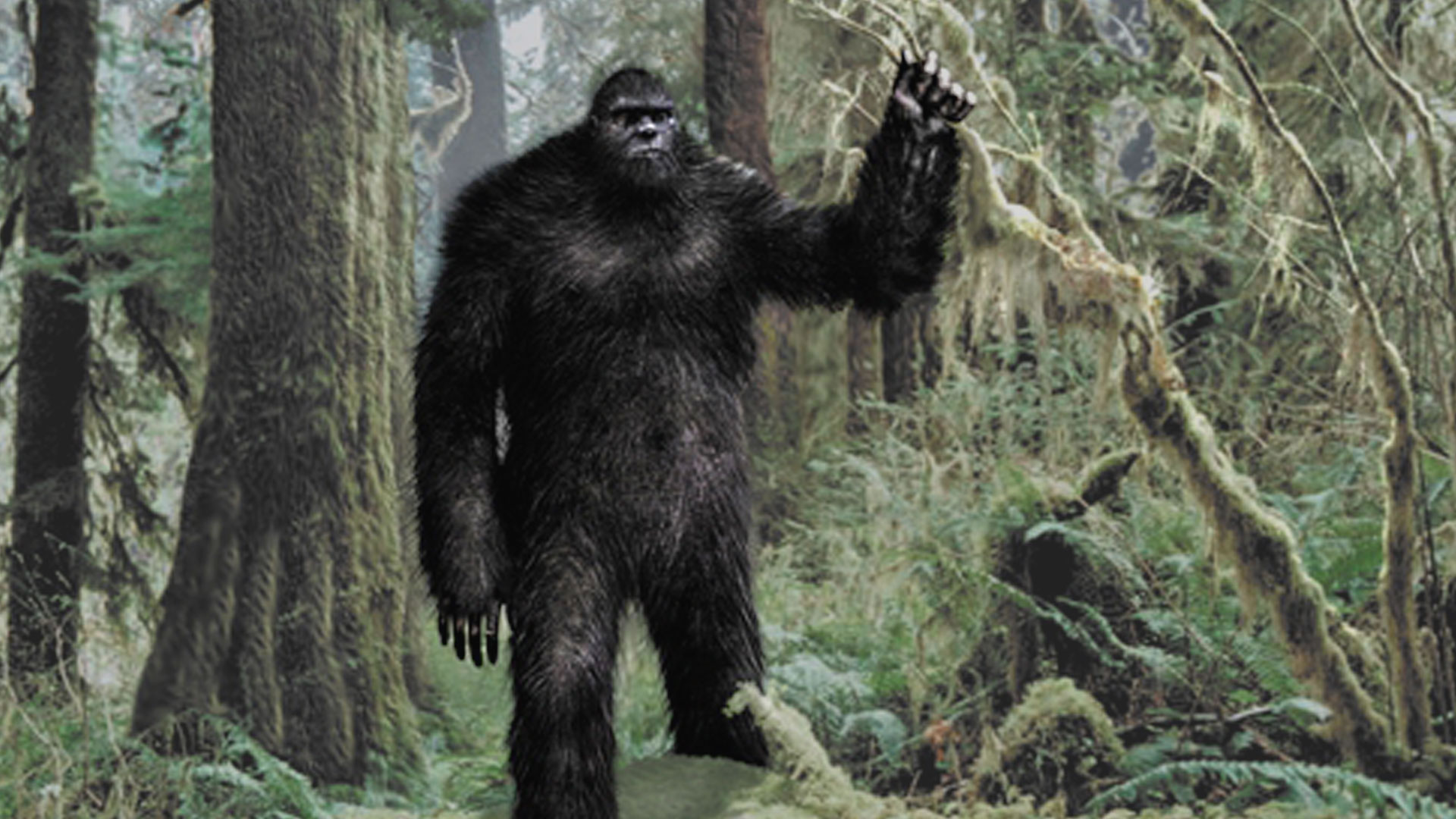 Ź֡ɳ˹֧(Bigfoot)