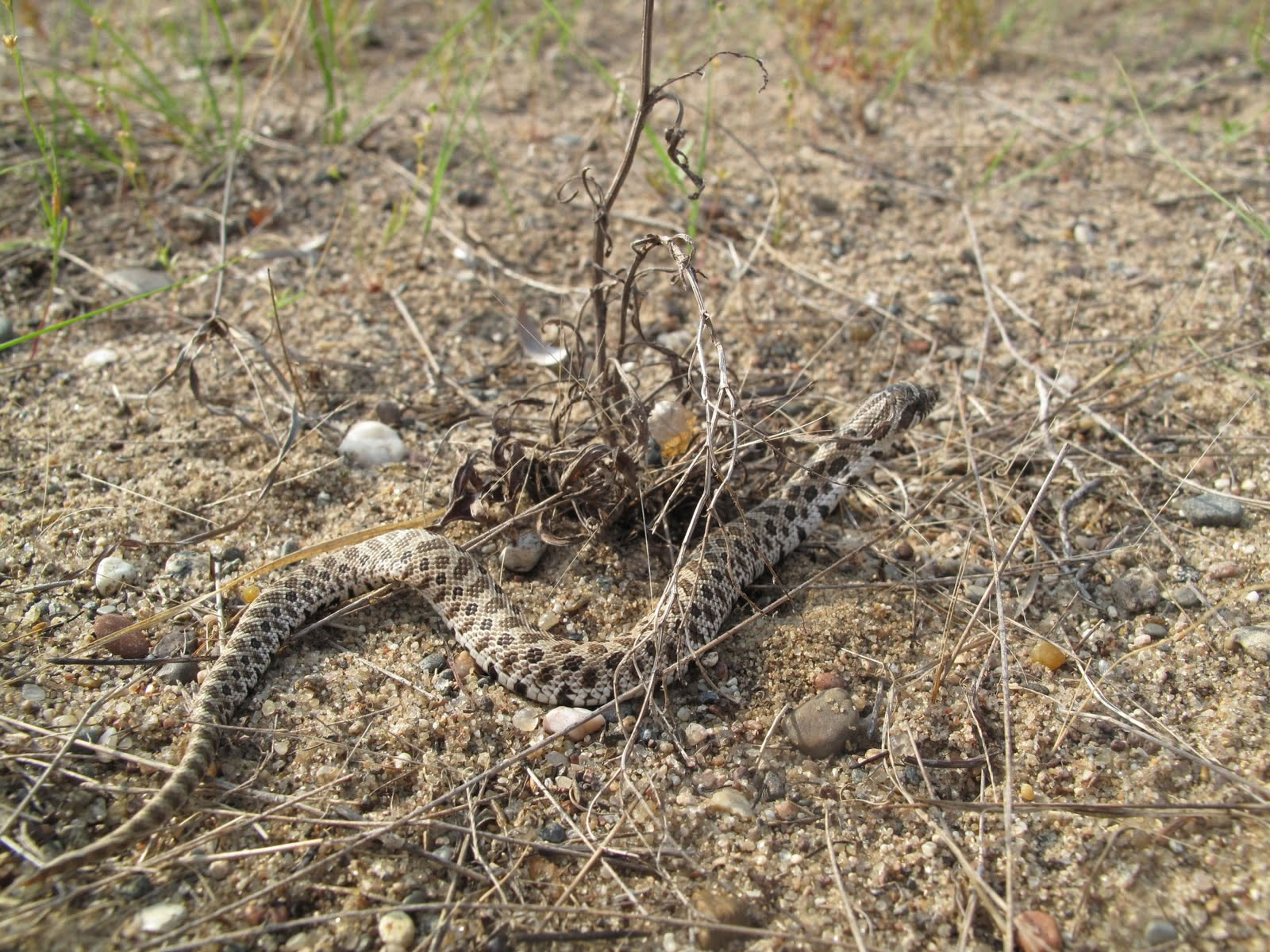 西部猪鼻蛇(Heterodon nasicus nasicus)