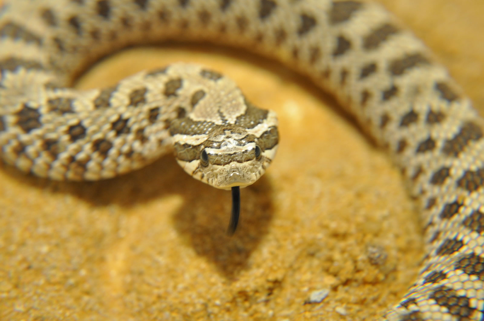 ����������(Heterodon nasicus nasicus)