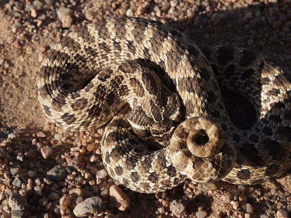 ����������(Heterodon nasicus nasicus)
