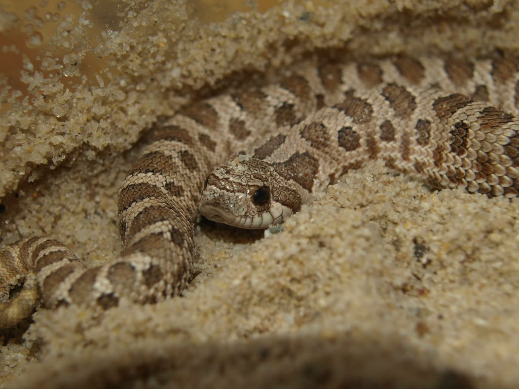 ����������(Heterodon nasicus nasicus)