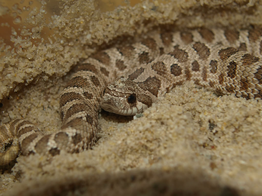 西部猪鼻蛇(Heterodon nasicus nasicus)