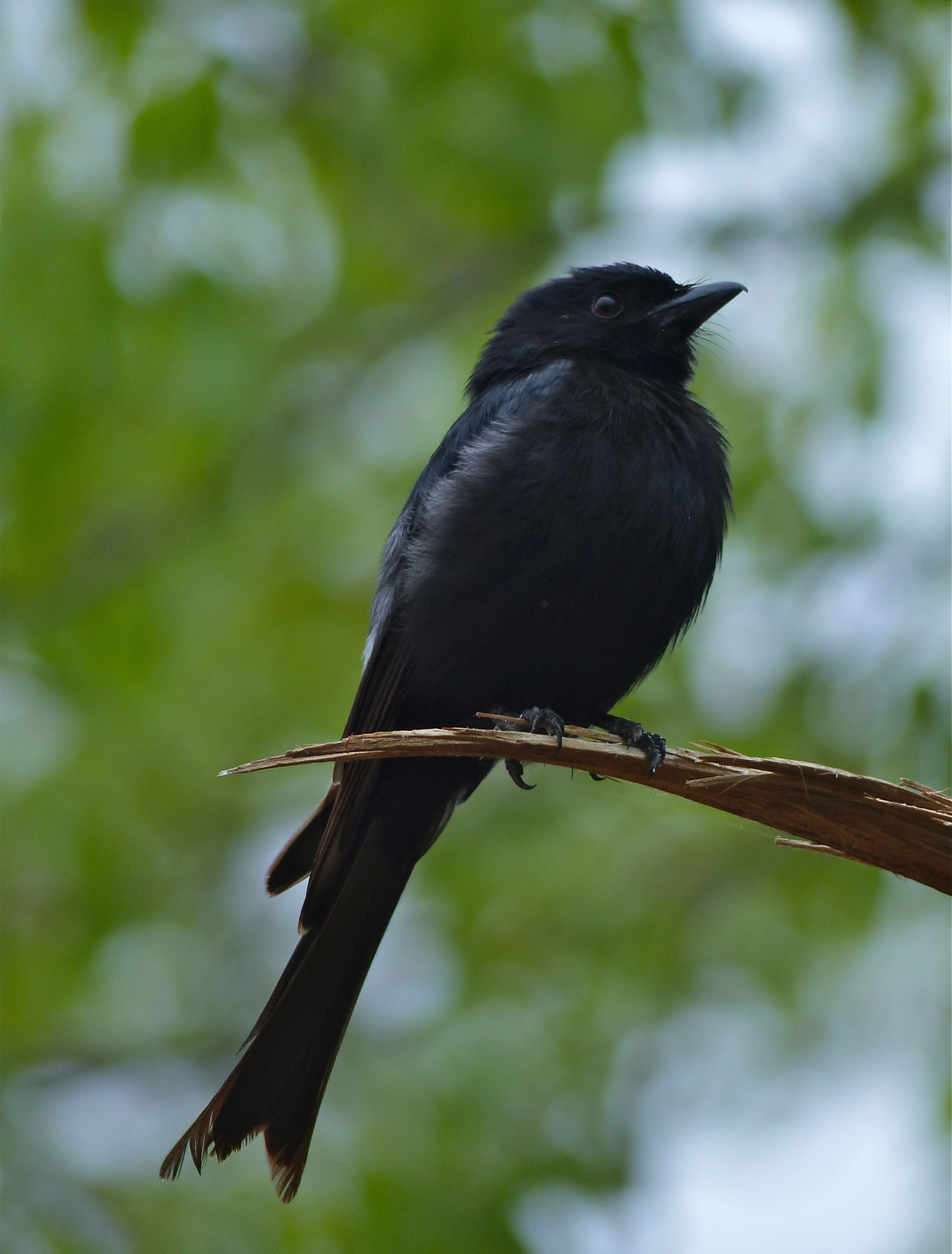 ��β��β(Dicrurus adsimilis)