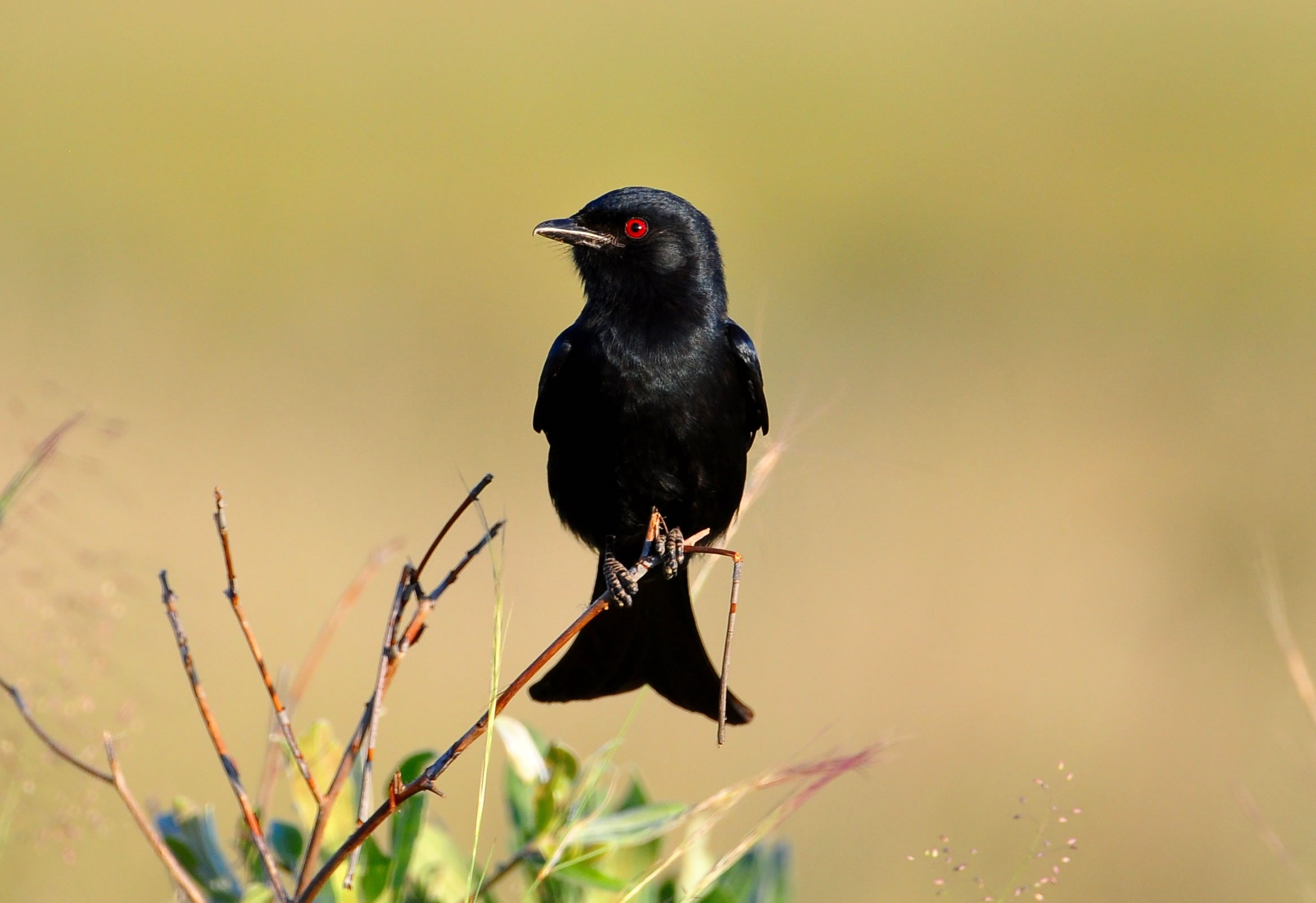��β��β(Dicrurus adsimilis)