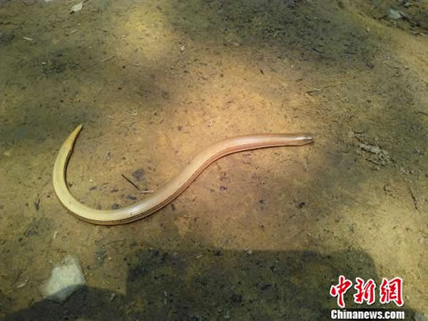 ��������ɽ���Ҽ���Ȼ�������״η��ֱ�Σ��������