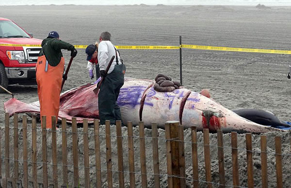 美国海岸5米鲸鱼尸体遭涂鸦