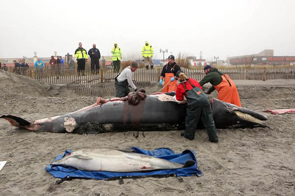 美国海岸5米鲸鱼尸体遭涂鸦