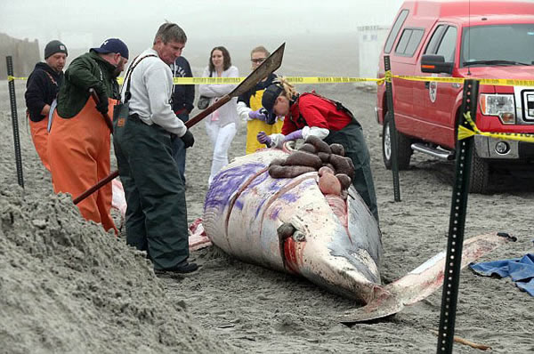 美国海岸5米鲸鱼尸体遭涂鸦