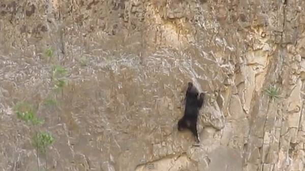 美国德州大弯曲国家公园勇敢黑熊母子爬悬崖