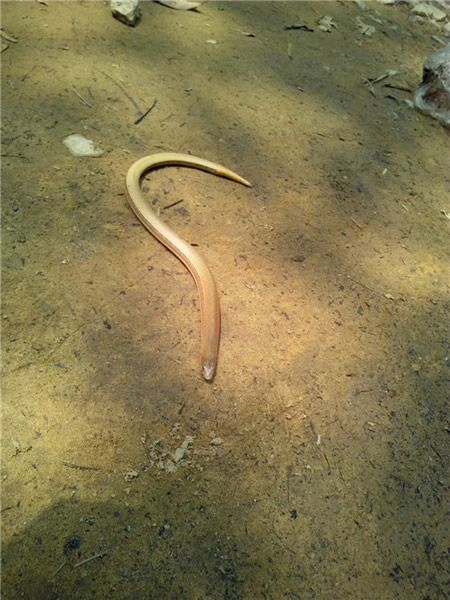 重庆缙云山国家级自然保护区首次发现蛇蜥