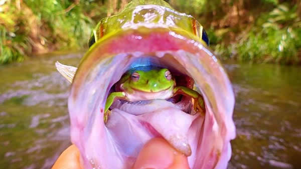 澳洲男子钓起一尾鲈鱼时竟发现微笑青蛙藏在鱼嘴里