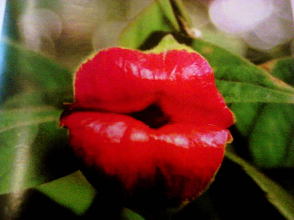 �촽��(Psychotria Elata)