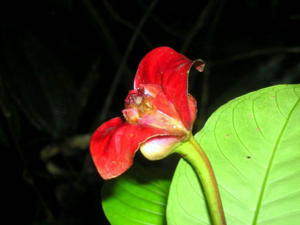 촽(Psychotria Elata)