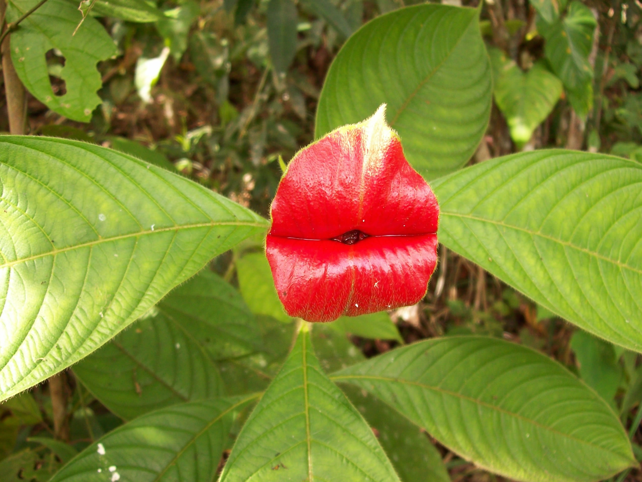 �촽��(Psychotria Elata)