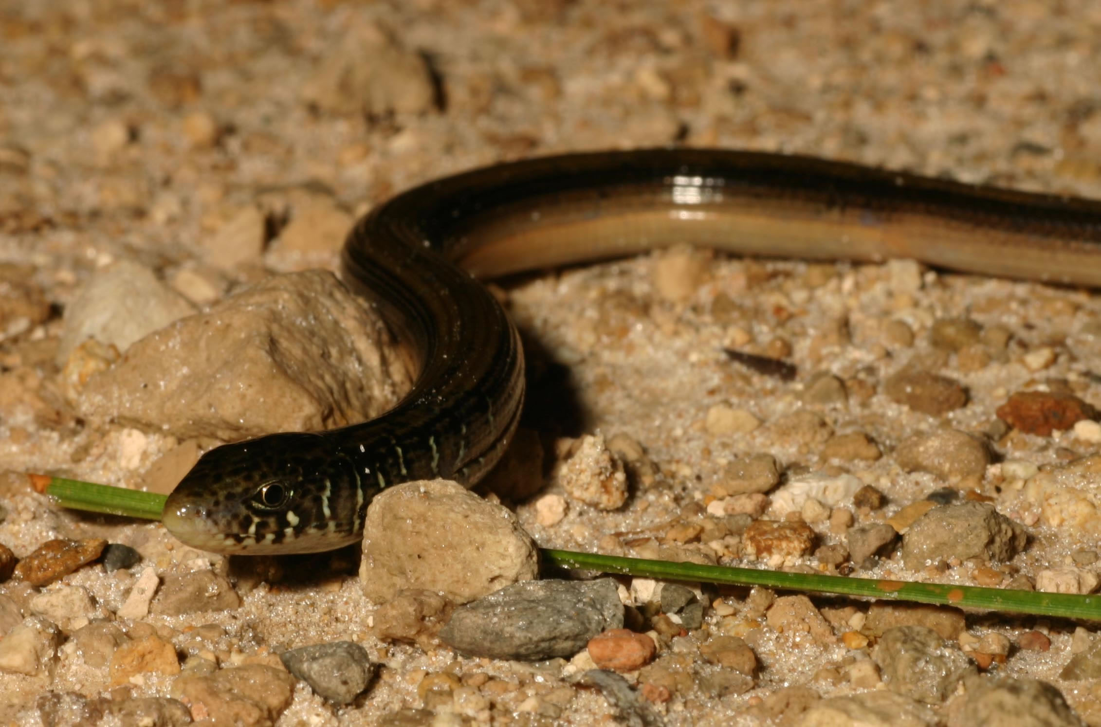 蛇蜥(Ophisaurus) - 神秘的地球 科学|自然|地理|