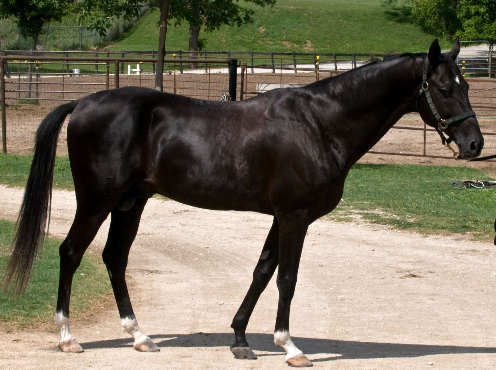 ݽ(Ѫ Akhal-teke horses)