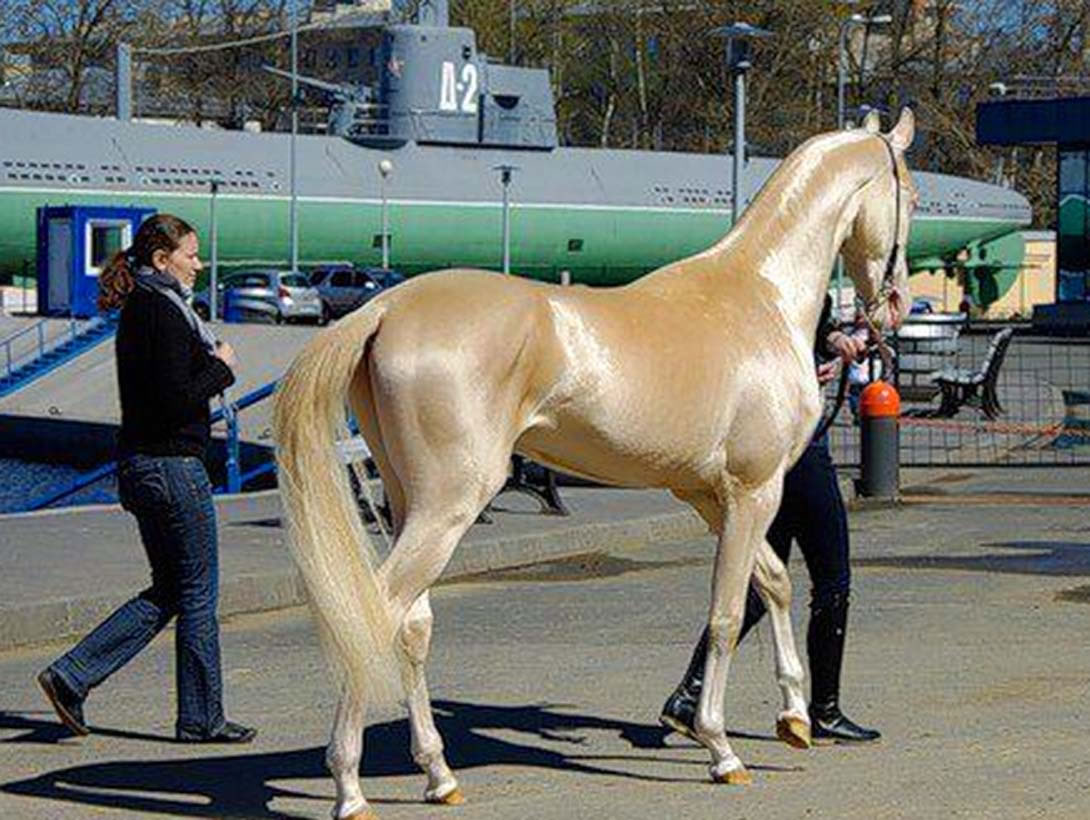 ݽ(Ѫ Akhal-teke horses)