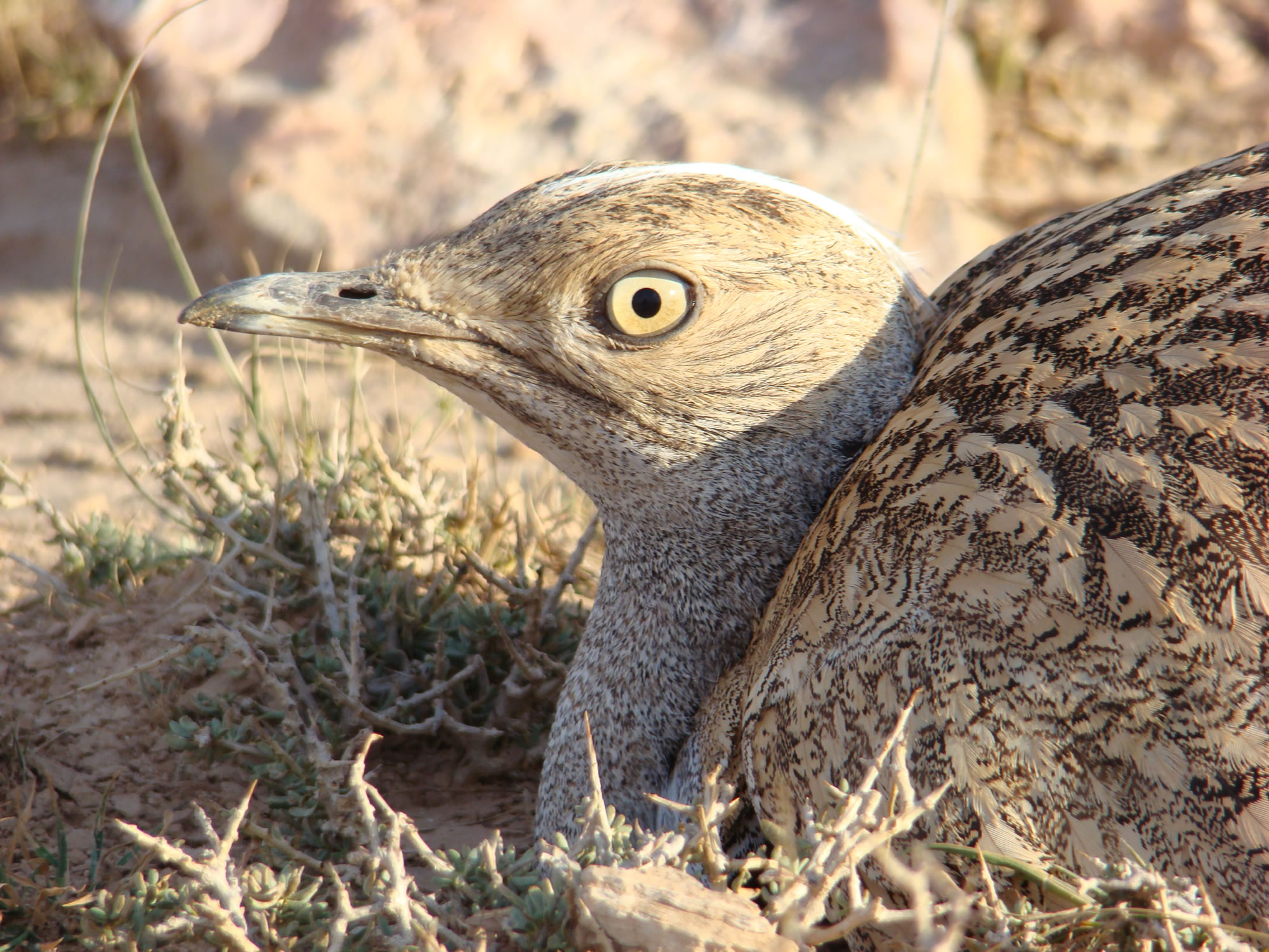 ����(Chlamydotis undulata)