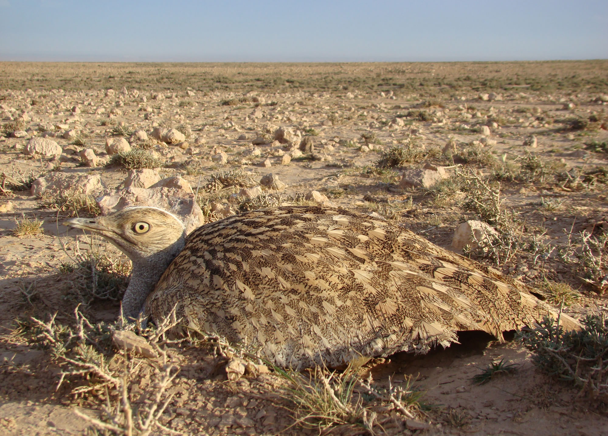 ����(Chlamydotis undulata)