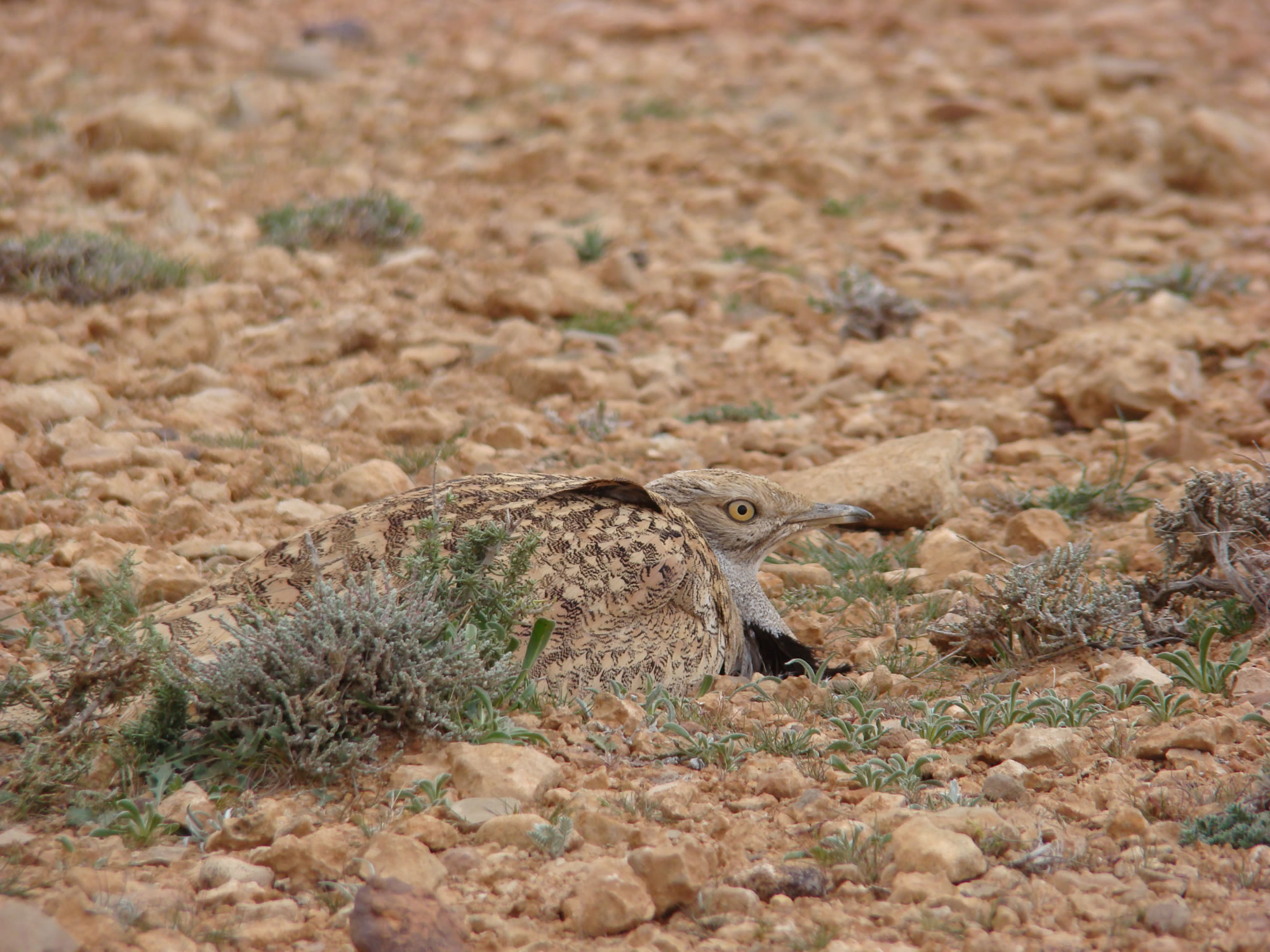 ����(Chlamydotis undulata)
